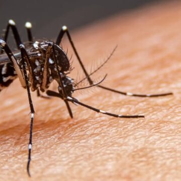 Número de focos do mosquito da Dengue segue estabilizado em Tubarão