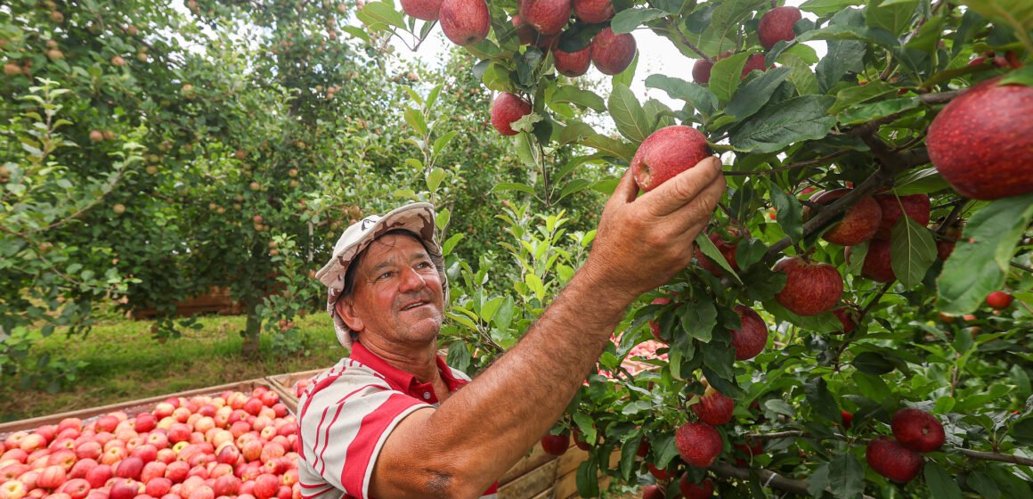Safra da maçã está oficialmente aberta na Serra Catarinense