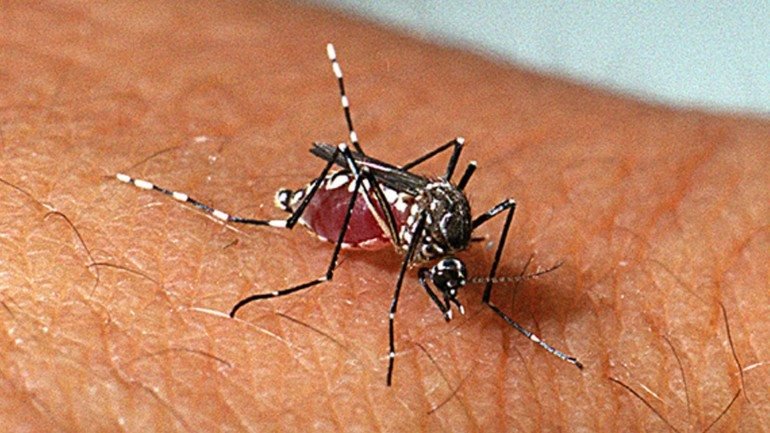 Número de focos do mosquito da dengue segue estável em Tubarão