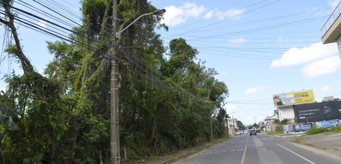 Árvores que colocavam em risco a rede de energia elétrica são podadas