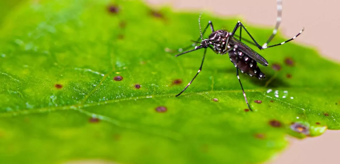 Dengue: primeiro caso autóctone de 2024 é confirmado em Braço do Norte