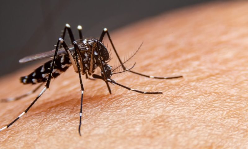 Casos de dengue já superam os 500 mil no país