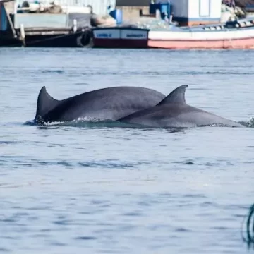 Boto Pescador “Scooby” é visto livre da rede de pesca que estava enrolada no cetáceo