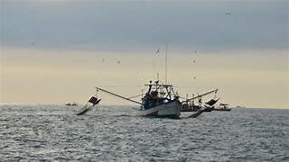 Pesca artesanal de lula é liberada em Santa Catarina