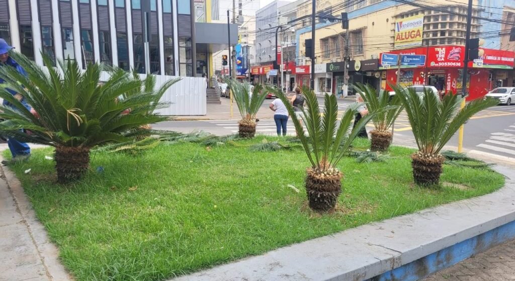Folhas de “Palma” são doadas pelo município à Diocese de Tubarão