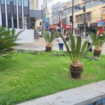 Folhas de “Palma” são doadas pelo município à Diocese de Tubarão