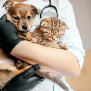 Pet Levado a Sério: Santa Catarina lança edital do maior programa de castração de cães e gatos