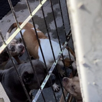 Maus-tratos: dono de canil é indiciado em Laguna