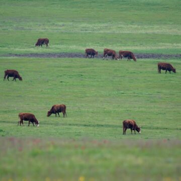 Tubarão disponibiliza vacinas contra a raiva e clostridiose bovina