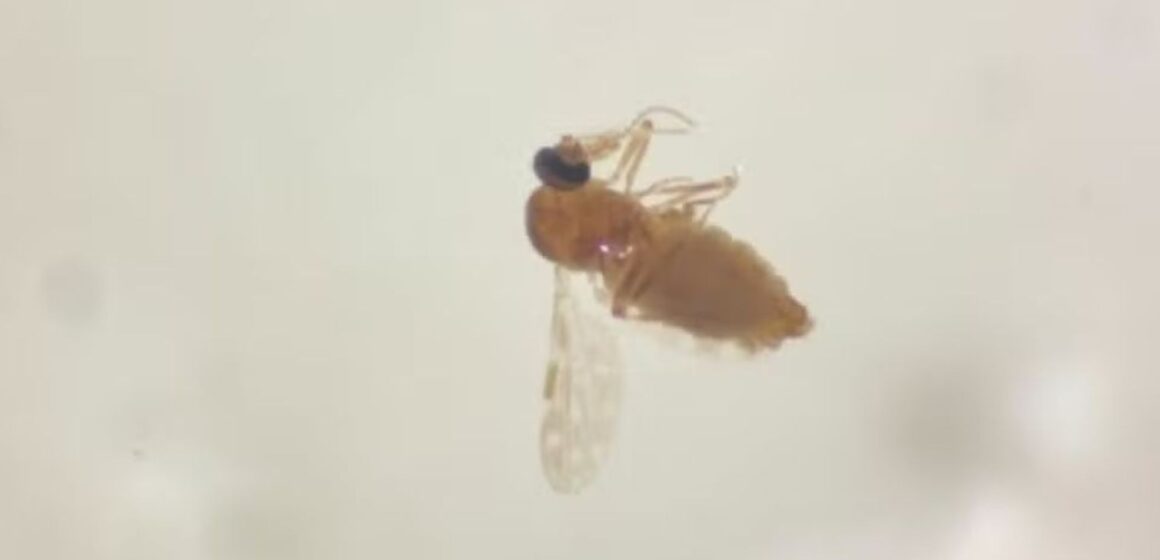 Santa Catarina registra primeiros casos da febre do Oropouche Santa Catarina registra primeiros casos da febre do Oropouche