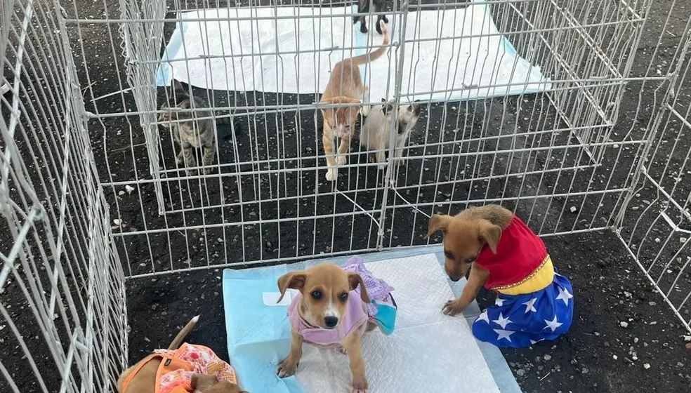 Nova Plataforma Online Facilita a Adoção de Animais de Estimação