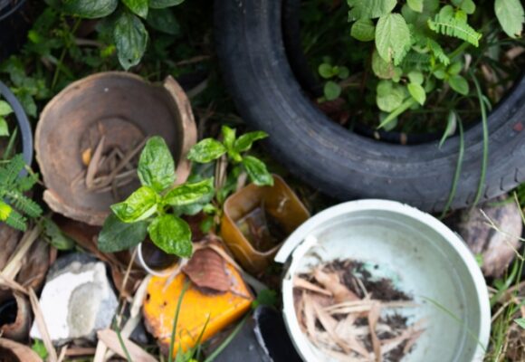 Número de focos do mosquito transmissor da dengue chega a 320 em Tubarão