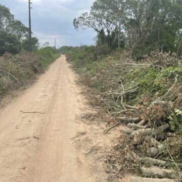 IMA libera corte de vegetação nas margens da Aggeu Medeiros, em Laguna IMA libera corte de vegetação nas margens da Aggeu Medeiros, em Laguna