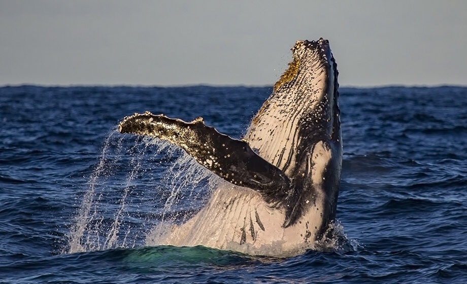 Monitoramento do Porto de Imbituba registra 185 baleias-francas entre SC e RS