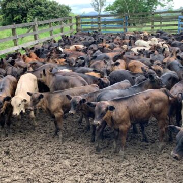 Feira Agropecuária de Tubarão abre nesta quarta (22) com leilão de gado geral e genética