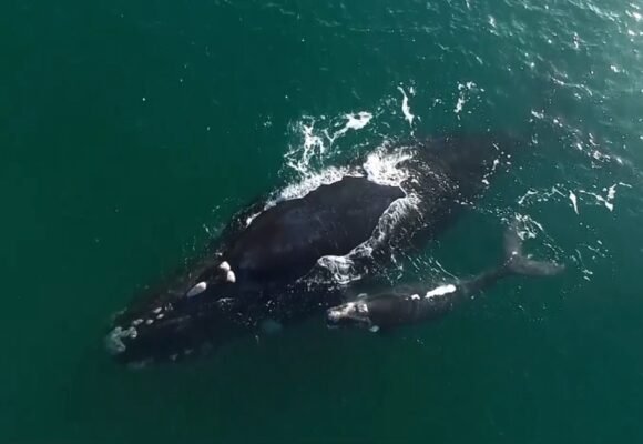 Baleias-francas chegam para mais uma temporada no litoral de SC