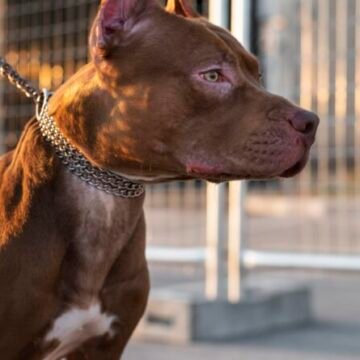 Imbituba regulamenta Lei sobre cães da raça Pit Bull