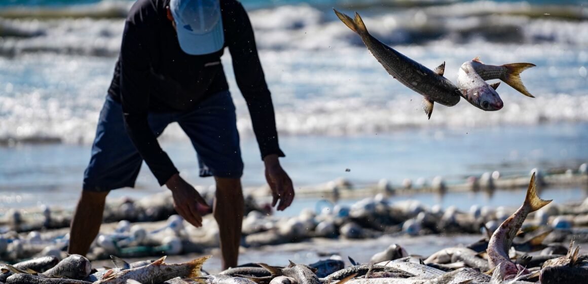 Santa Catarina pesca mais de dois milhões de quilos de tainhas na safra 2024