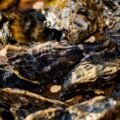 Retirada, comércio e consumo de moluscos bivalves são suspensos em toda a costa catarinense