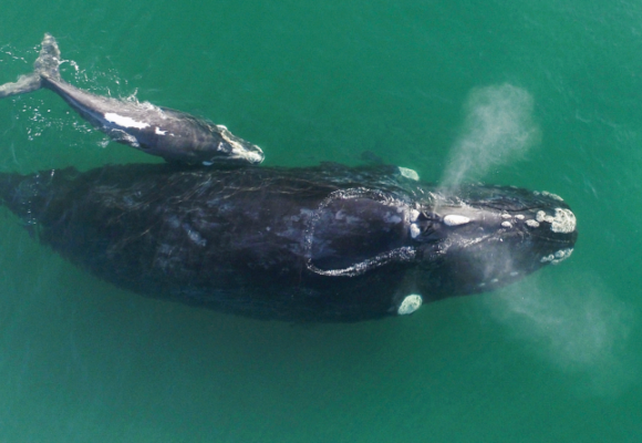 Litoral catarinense tem registro de 33 baleias-francas nesta temporada
