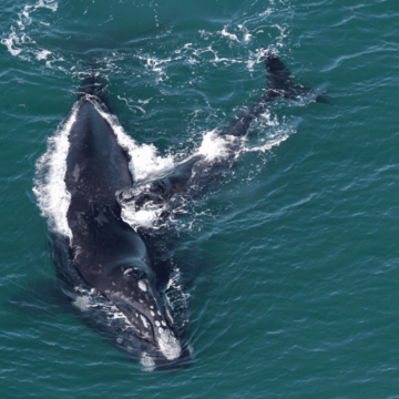 Primeiro sobrevoo do ano registra 99 baleias-francas, recorde para o mês de julho