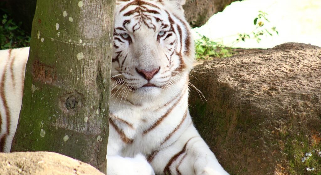 Beto Carrero: destino dos animais do zoológico é investigado pelo MPSC