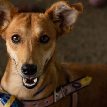 Pet Day: Funat realiza feira de adoção de cães neste sábado (17)