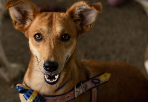 Pet Day: Funat realiza feira de adoção de cães neste sábado (17)