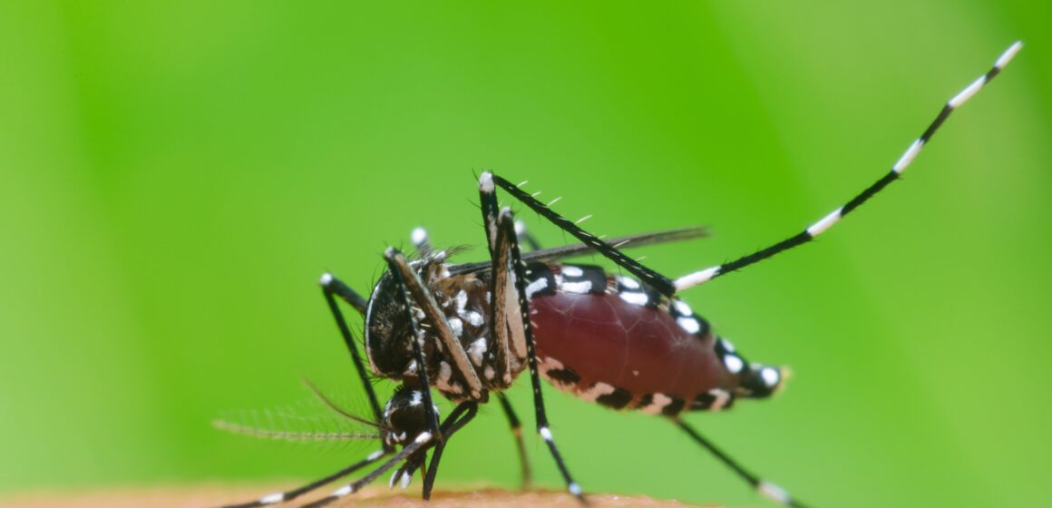 Mosquito é o animal que mais mata no mundo Mosquito é o animal que mais mata no mundo