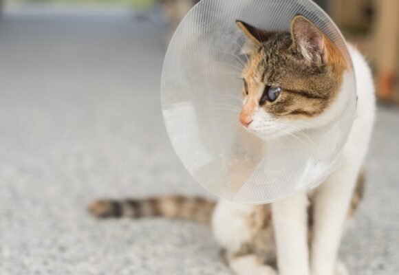 Mutirão castra 133 animais entre em cães e gatos em Tubarão