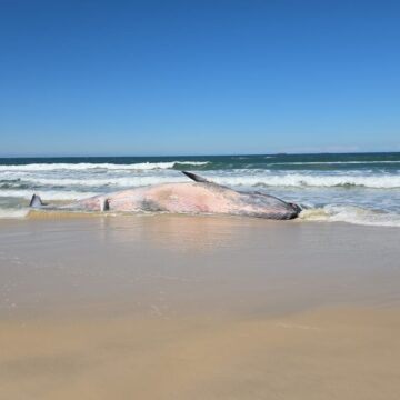 Baleia-de-Bryde morta encalha na Praia do Rosa