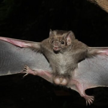Bloqueio Vacinal será aplicado nesta terça-feira (17) em imediações de supermercado em Tubarão Bloqueio Vacinal será aplicado nesta terça-feira (17) em imediações de supermercado em Tubarão