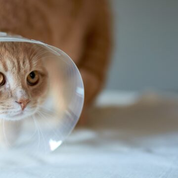 Novo mutirão de castração será realizado neste domingo (8) Novo mutirão de castração será realizado neste domingo (8)