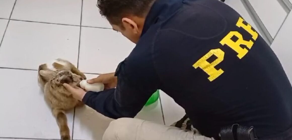 Cabrito recém-nascido é resgatado na BR-101 em Tubarão