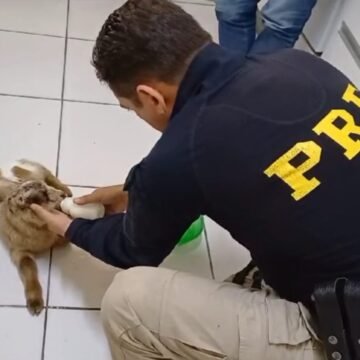 Cabrito recém-nascido é resgatado na BR-101 em Tubarão