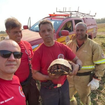 Queimadas no Pantanal: bombeiros militar de SC vão além do combate ao fogo