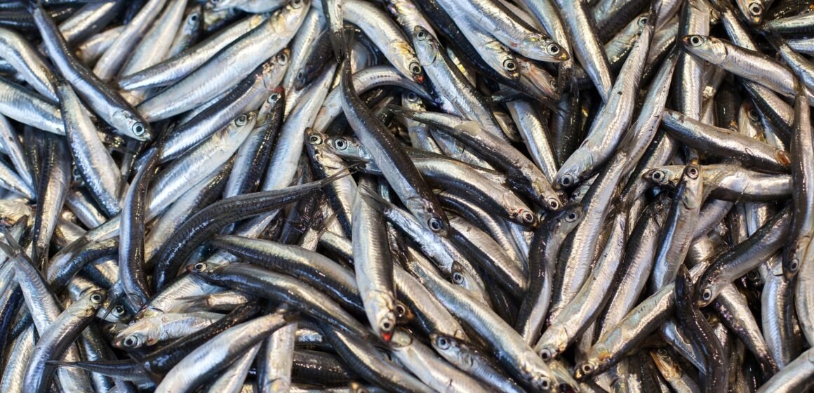 Seis toneladas de peixes são apreendidos durante fiscalização em Laguna