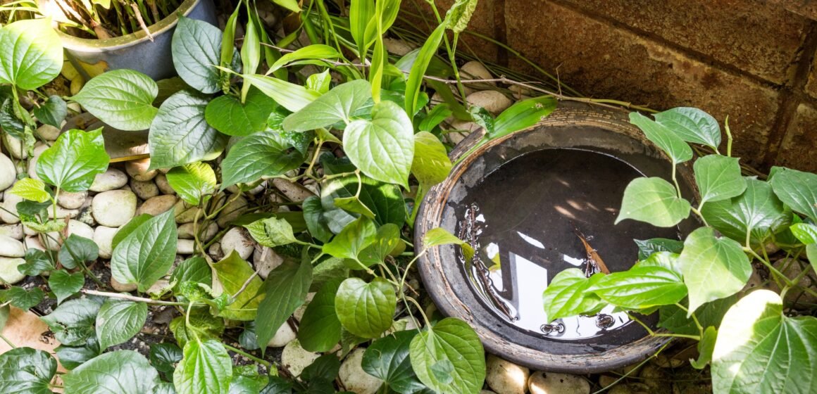 Focos de dengue aumentam em Tubarão, e autoridades reforçam alerta à população Focos de dengue aumentam em Tubarão, e autoridades reforçam alerta à população