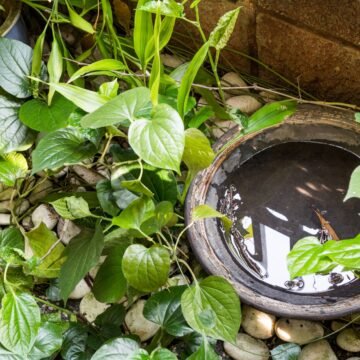 Focos de dengue aumentam em Tubarão, e autoridades reforçam alerta à população Focos de dengue aumentam em Tubarão, e autoridades reforçam alerta à população