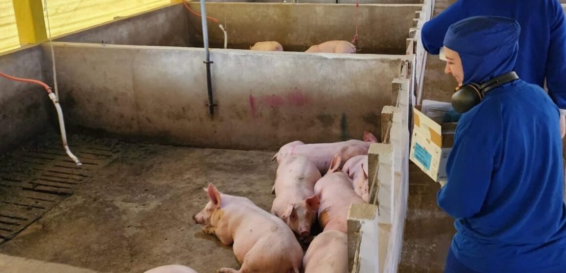 Cidasc realiza campanha sobre biosseguridade nas atividades pecuárias Cidasc realiza campanha sobre biosseguridade nas atividades pecuárias
