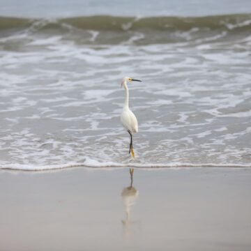 Balneabilidade: praias da região estão 100% próprias para banho Balneabilidade: praias da região estão 100% próprias para banho