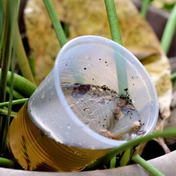 Focos de dengue crescem em Gravatal e Tubarão, enquanto estado intensifica combate ao mosquito
