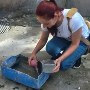 Sete focos do mosquito da dengue são encontrados em Gravatal em uma semana