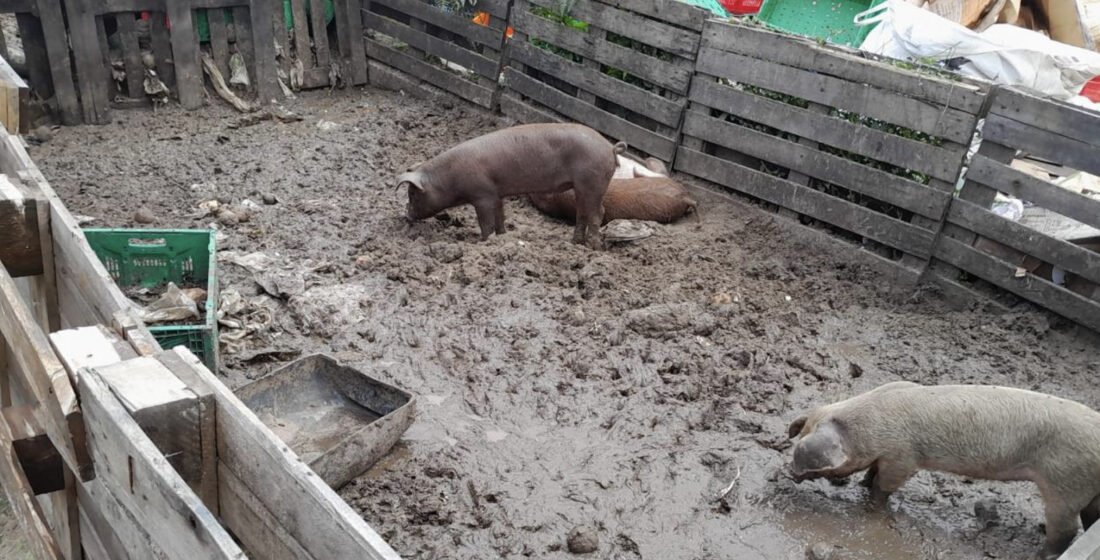 Operação identifica criação irregular de animais em área de preservação em Laguna