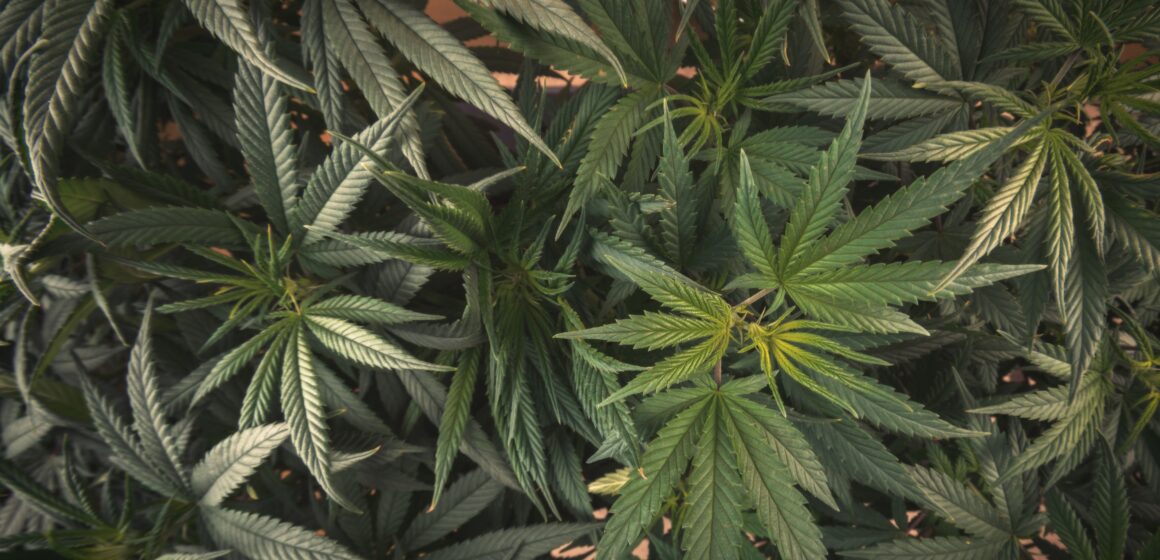 Morador é preso em Imbituba com 56 pés de maconha Morador é preso em Imbituba com 56 pés de maconha