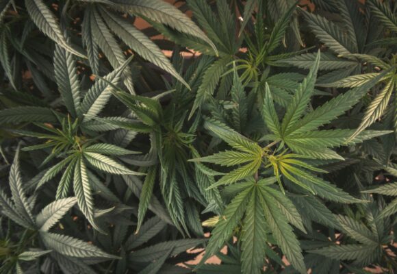 Morador é preso em Imbituba com 56 pés de maconha