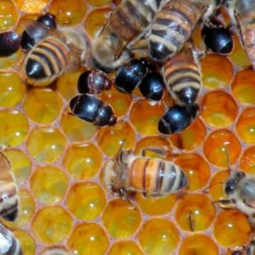 Cidasc alerta apicultores e meliponicultores sobre o Pequeno Besouro das Colmeias