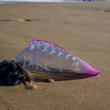 5,8 mil ocorrências de lesões por água-viva foram registradas na última semana em SC