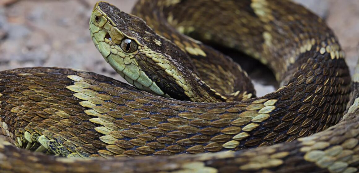 Bombeiros alertam para aumento de acidentes com animais peçonhentos no verão