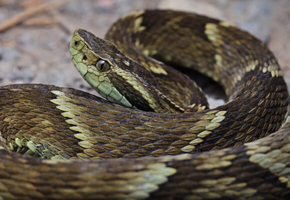 Bombeiros alertam para aumento de acidentes com animais peçonhentos no verão